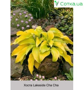 Хоста Lakeside Cha Cha