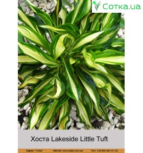Хоста Lakeside Little Tuft
