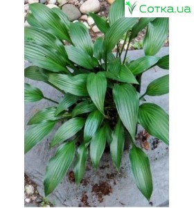 Хоста (Hosta) Lancifolia