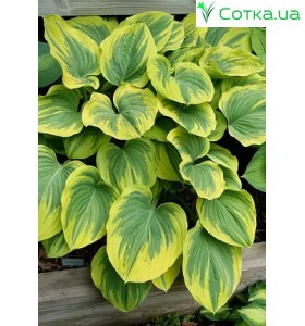Хоста (Hosta) Magic Fire®