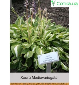 Хоста Mediovariegata