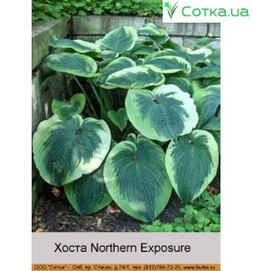 Хоста Northern Exposure