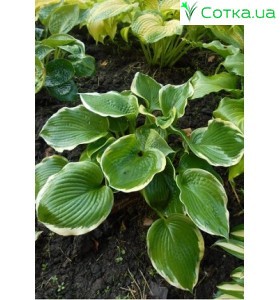 Хоста (Hosta) Paradise Expectations®