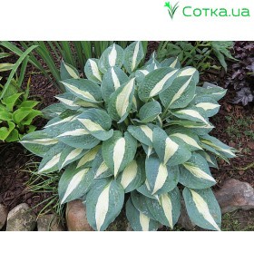 Хоста (Hosta)	Pin-Up