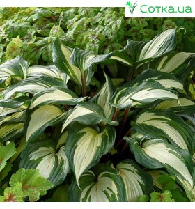 Хоста (Hosta)	Raspberry Sundae®