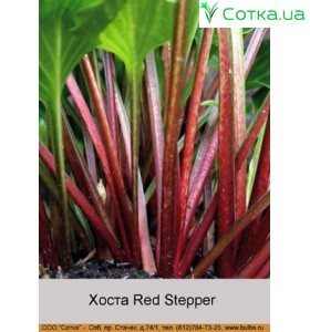Хоста Red Stepper