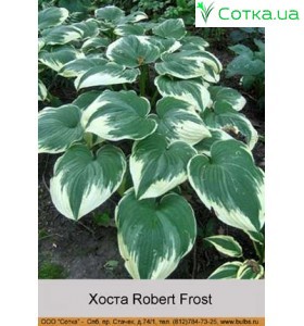 Хоста Robert Frost