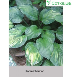Хоста Sharmon