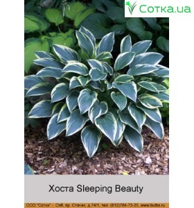 Хоста Sleeping Beauty