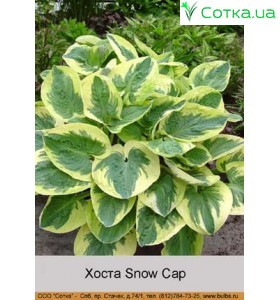 Хоста Snow Cap