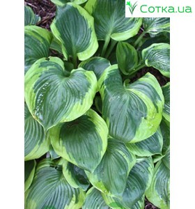 Хоста (Hosta) Titanic®