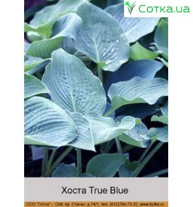Хоста True Blue