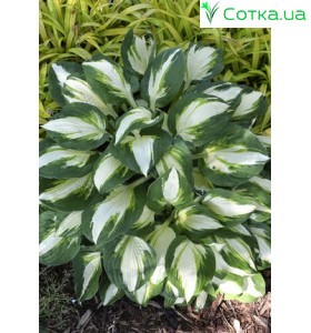Хоста (Hosta) Vulcan