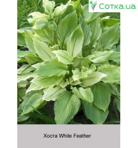 Хоста White Feather