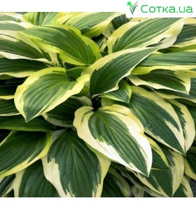 Хоста (Hosta)	Yellow Splash Rim