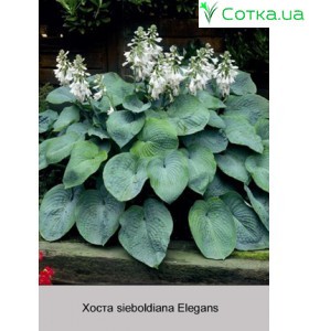 Хоста sieboldiana Elegans