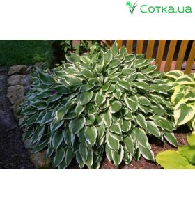 Хоста (Hosta) Albomarginata