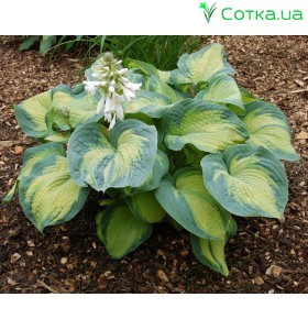 Хоста (Hosta) Color Glory