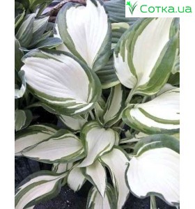 Хоста (Hosta) Dancing in the Rain®