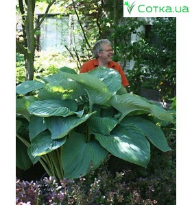 Хоста (Hosta) Empress Wu®