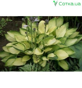 Хоста (Hosta) Janet