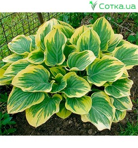 Хоста (Hosta) Clifford's Forest Fire®