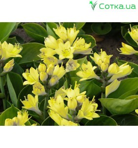 Хоста (Hosta) Miracle Lemony