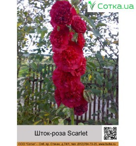 Шток-роза Scarlet