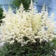 Астильба гибридная (Astilbe hybr.)	Cappuccino®