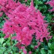 Астильба японская (Astilbe) (J)	Bonn