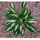 Хоста (Hosta) Whirly Pop