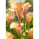 Калла (Zantedeschia) Cameleon