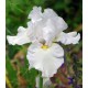 Ирис германика (Iris germ.)	White Knight