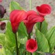 Калла (Zantedeschia) Red Sox