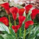 Калла (Zantedeschia) Red Alert