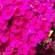 Флокс (Phlox)	Nadia®