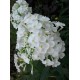 Флокс (Phlox)	White Admiral