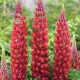 Люпин (Lupines)	My Castle