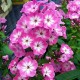 Флокс (Phlox)	Anastasia®