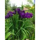 Ирис (Iris ens).	Eileens Dream