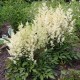 Астильба гибридная (Astilbe hybr.)	Younique White®