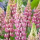 Люпин (Lupines)	The Chatelaine 