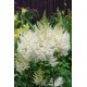 Астильба гибридная (Astilbe hybr.)	Donna®