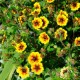 Лапчатка (Potentilla)	Esta Ann