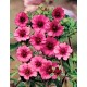 Лапчатка (Potentilla)	Miss Willmott