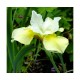 Ирис сибирский (Iris sib.)	Chartreuse Bounty