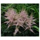 Астильба простолистная (Astilbe)	Dunkellachs