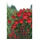Гибискус (Hibiscus)	Cranberry Crush®