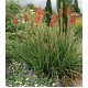 Книфофия (Kniphofia)	uvaria 