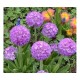 Примула (Primula)	Lilac